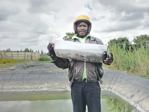 Fish Fingerlings (Tilapia and Mad Fish)