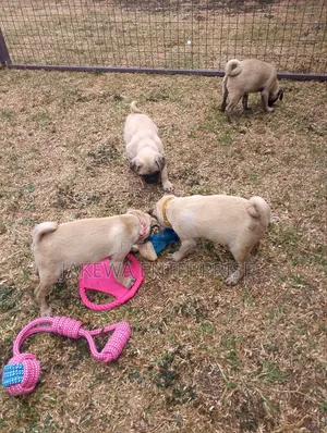 1-3 months Male Purebred Pug