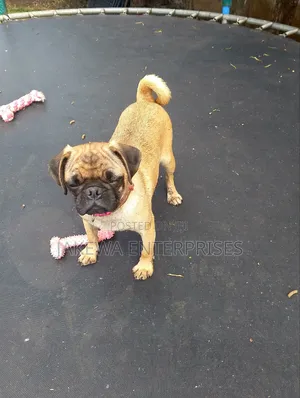 1-3 months Male Purebred Pug
