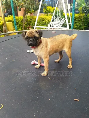 3-6 months Male Purebred Pug