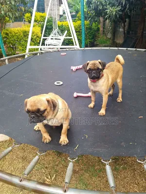 3-6 months Female Purebred Pug