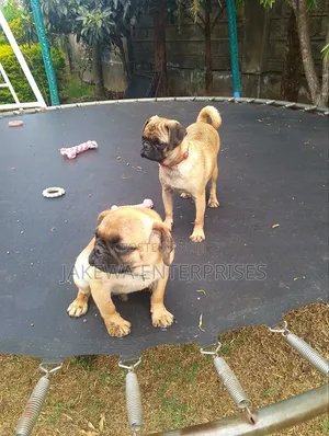 3-6 months Female Purebred Pug