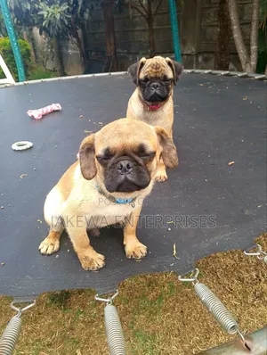 3-6 months Female Purebred Pug