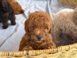 1-3 months Male Purebred Poodle