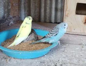 Budgies Parakeets
