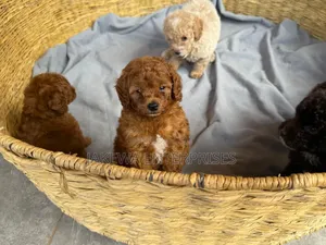 1-3 months Male Purebred Poodle