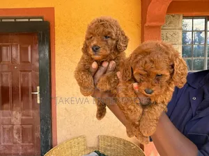 1-3 months Female Purebred Poodle