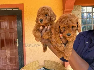 1-3 months Male Purebred Poodle