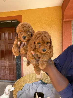 1-3 months Female Purebred Poodle
