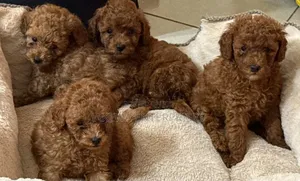 1-3 months Male Purebred Poodle