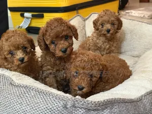 1-3 months Female Purebred Poodle