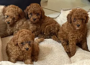 1-3 months Male Purebred Poodle