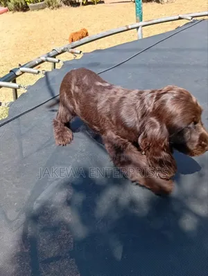 1-3 months Male Purebred Cocker Spaniel