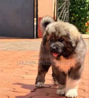 1-3 months Female Purebred Caucasian Shepherd