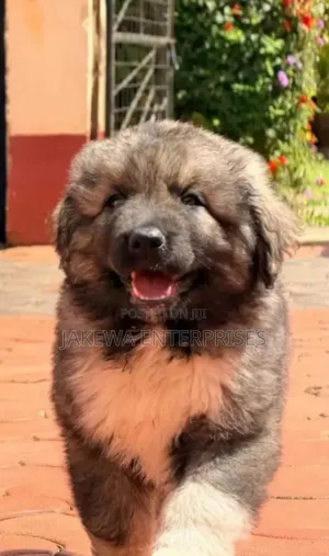 1-3 months Male Purebred Caucasian Shepherd