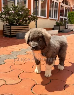 1-3 months Male Purebred Caucasian Shepherd