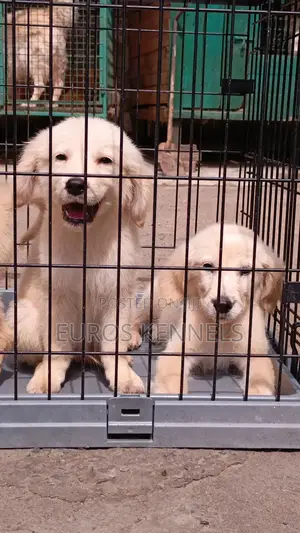 1-3 months Male Purebred Golden Retriever