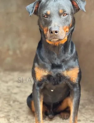 6-12 months Female Purebred Rottweiler