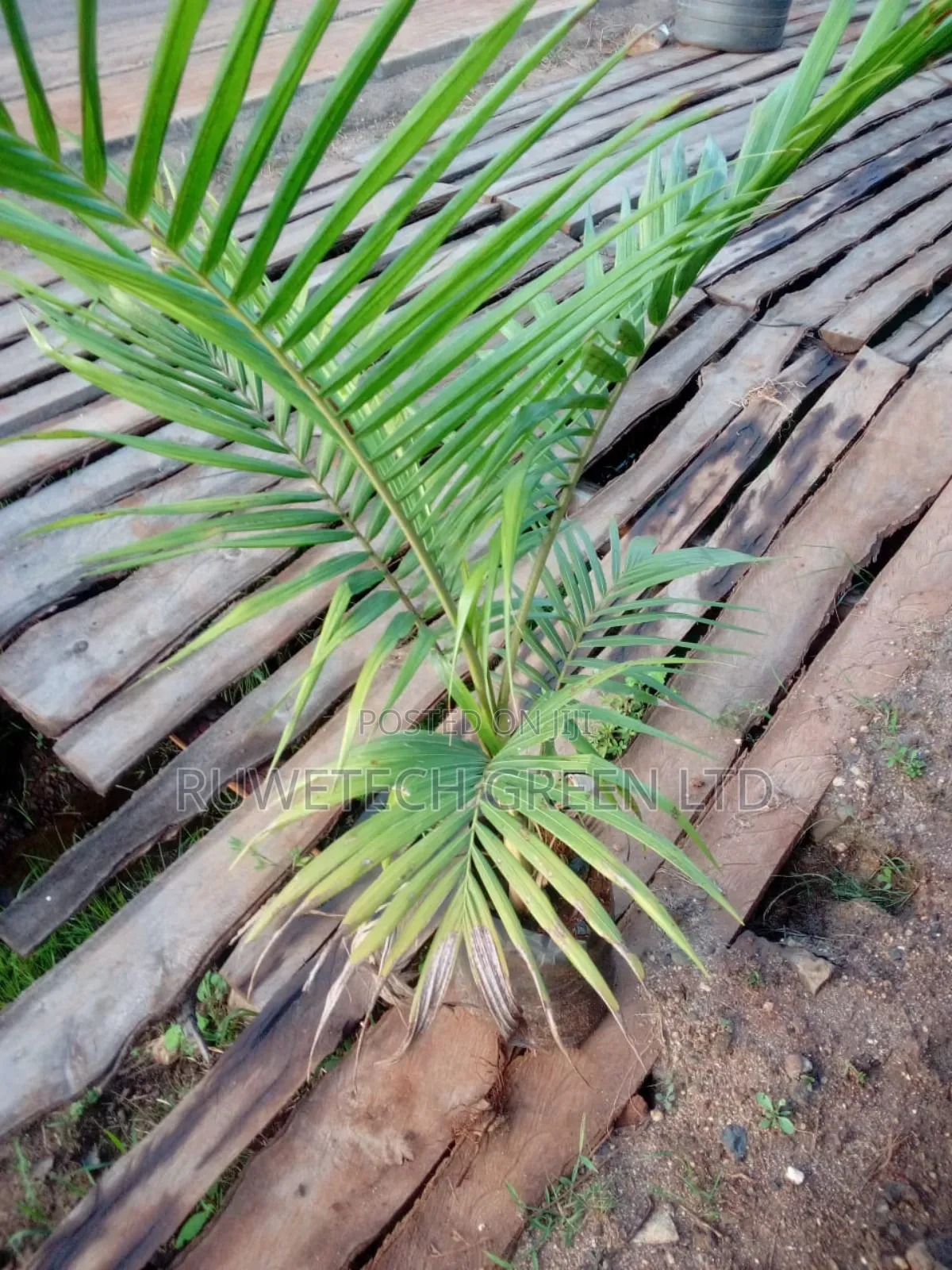 Royal Palm Seedlings