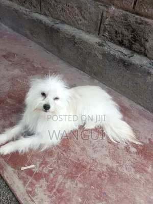 6-12 months Male Mixed Breed Maltese