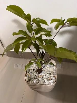 Coral Square Planter(Pot 4ltr)