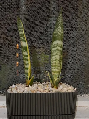 1.5l Rectangle Planter Pot Pot