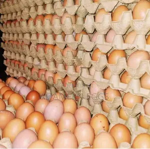 Eggs in Bulk