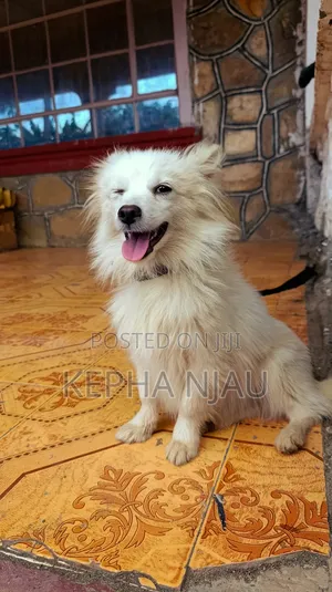 6-12 months Female Purebred Japanese Spitz