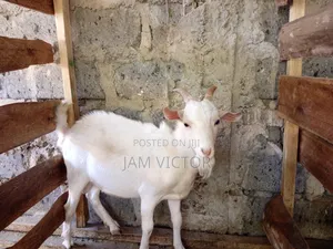 Pure Twin Breeder Sannen Buck