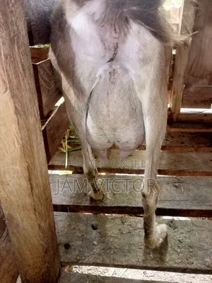 Pedigre Daily Goats Twins and Tripple Breeders