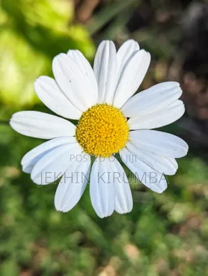 Pyrethrum Flower
