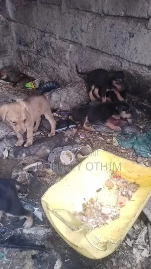 1-3 months Female Mixed Breed Barbet