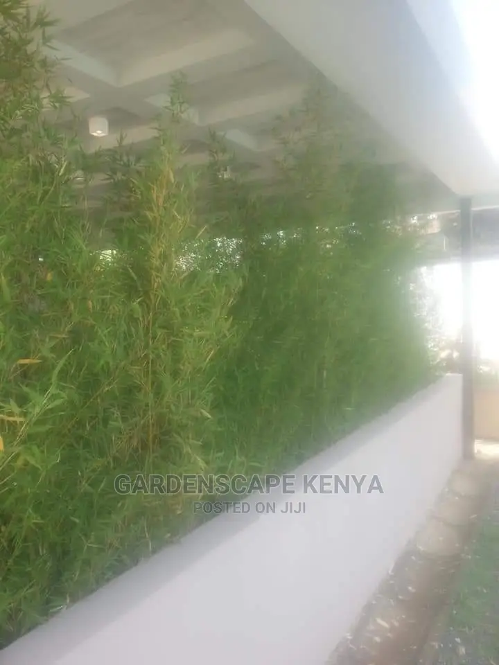 Tall Bamboos Seedlings for Sale