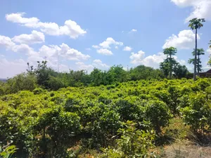 Half Acre in Gachoka, Embu.