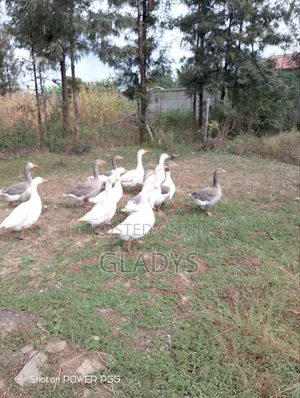 Geese for Sale Ruiru Kimbo.