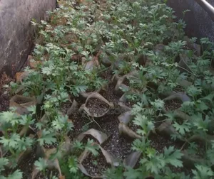 Tissue Culture Pyrethrum Seedlings