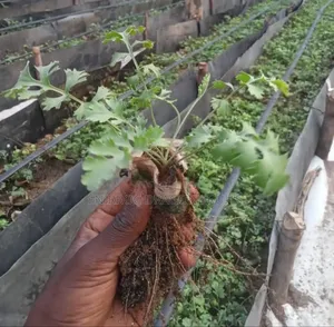 Tissue Culture Pyrethrum Seedlings