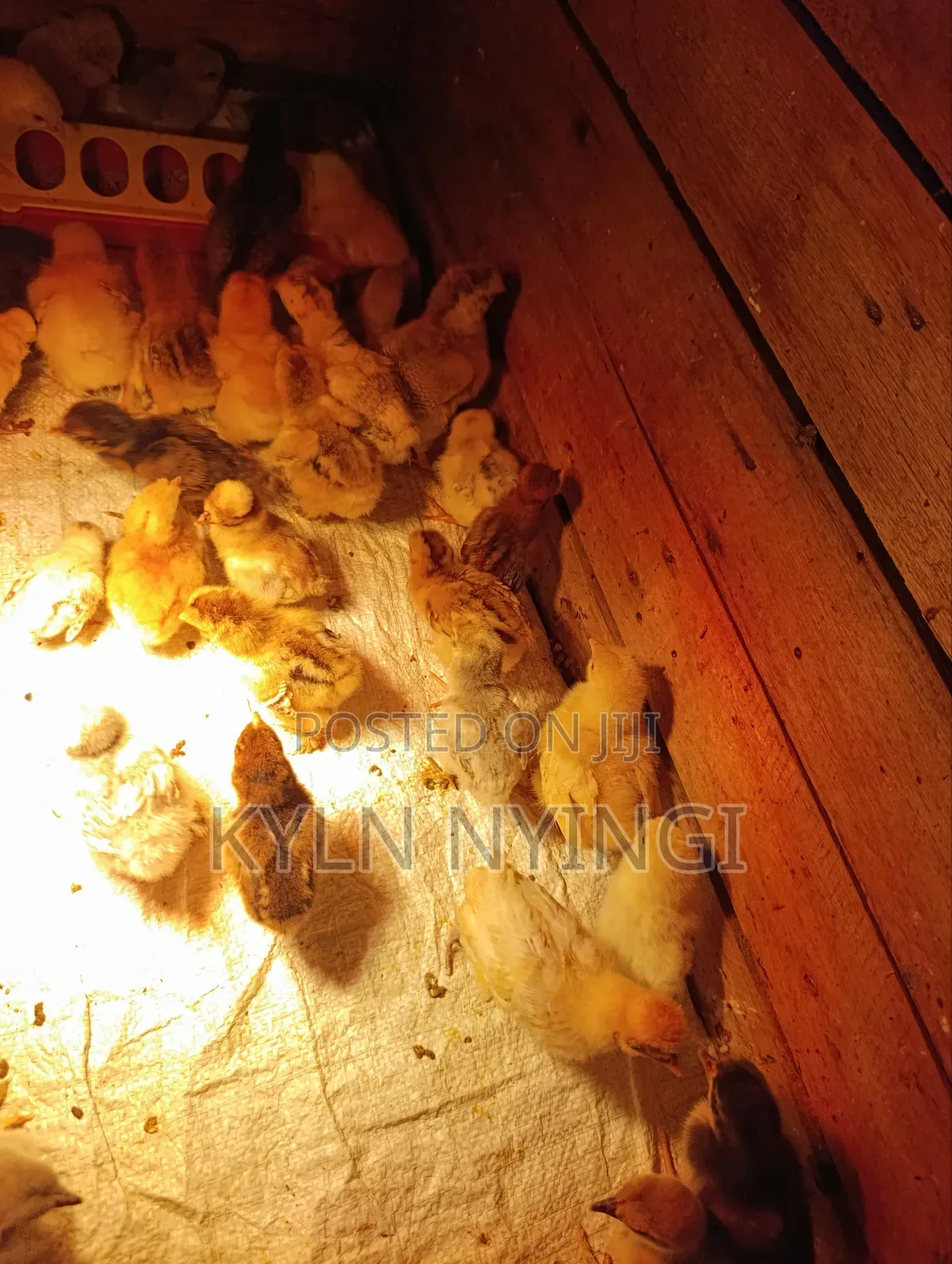 Ornamental Chicks