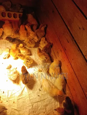 Ornamental Chicks