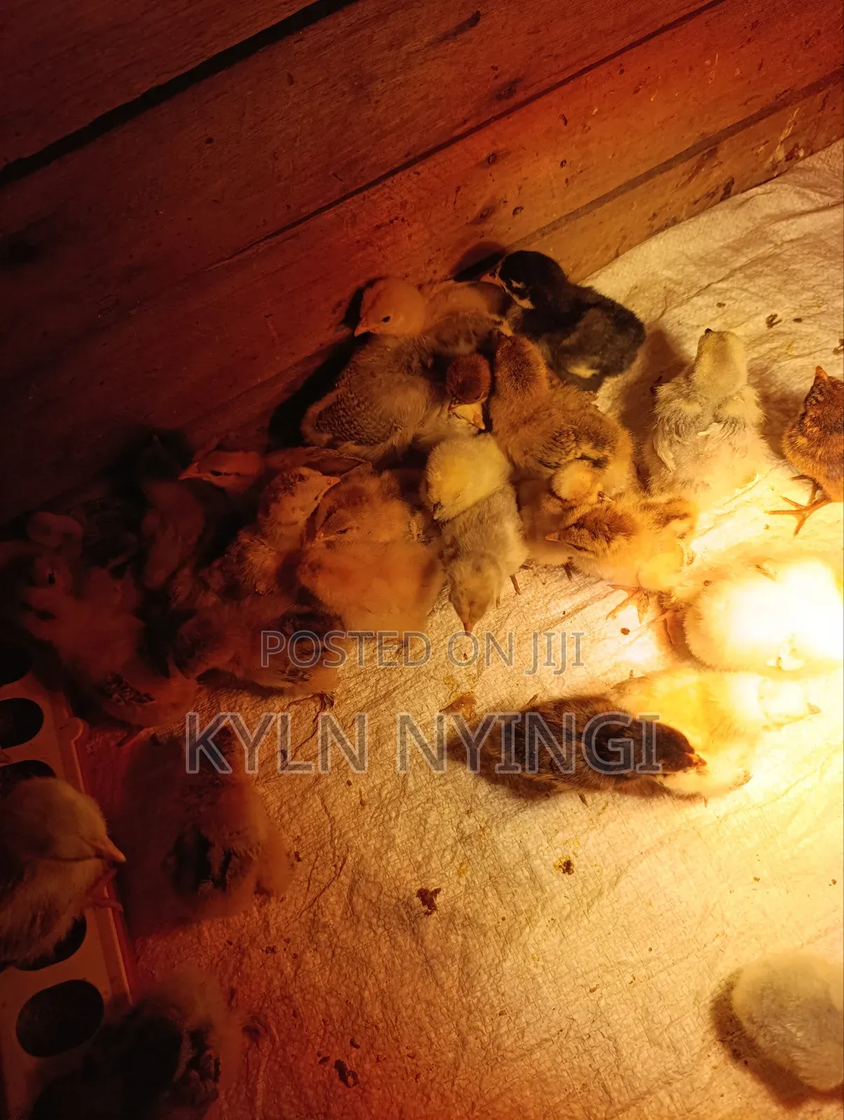 Ornamental Chicks