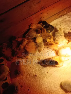 Ornamental Chicks