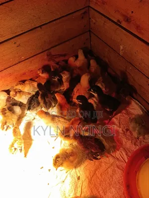 Ornamental Chicks