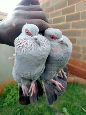 A Pair of African Rock Pigeon