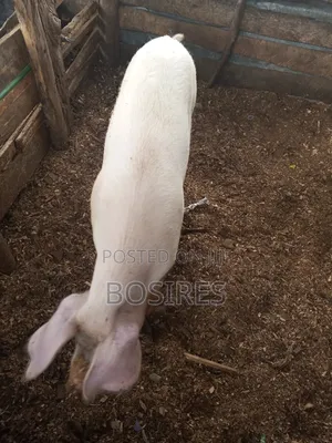 Pregnant Sow in Roadblock
