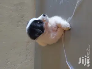 Female Purebred Maltese