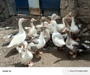 Giant Goose