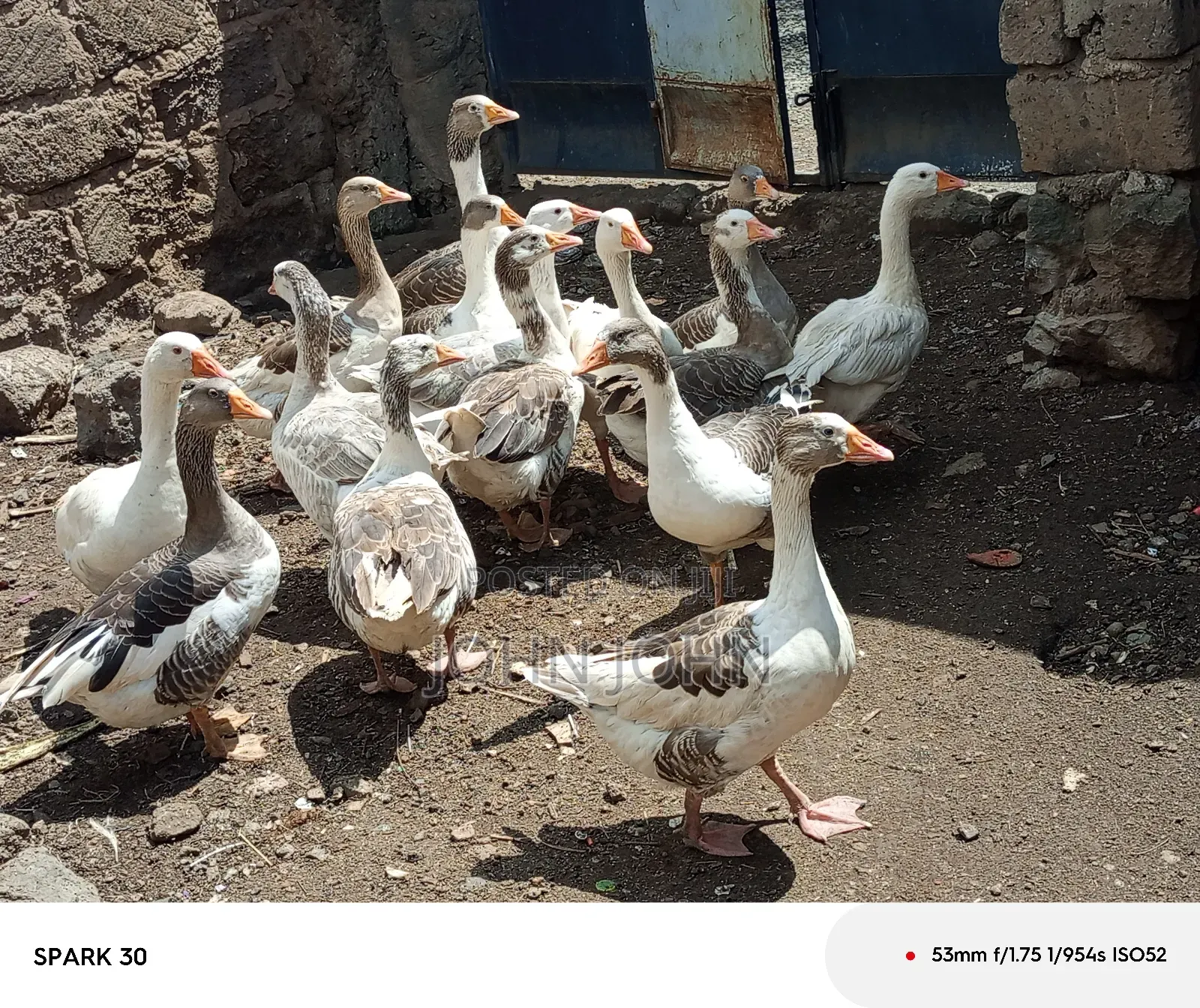 Giant Goose