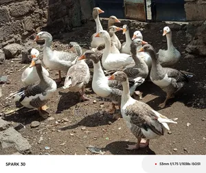 Giant Goose