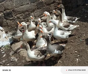 Giant Goose
