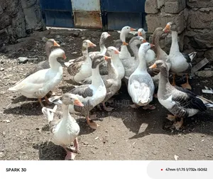 Giant Goose